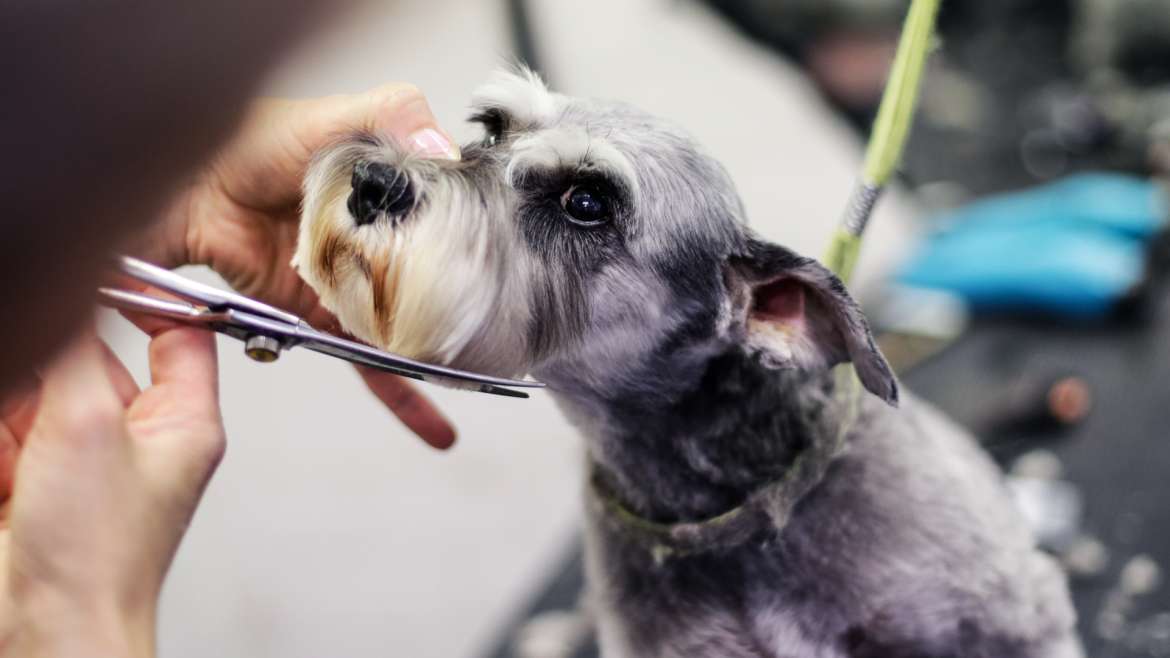 Lush Puppies dog grooming salon