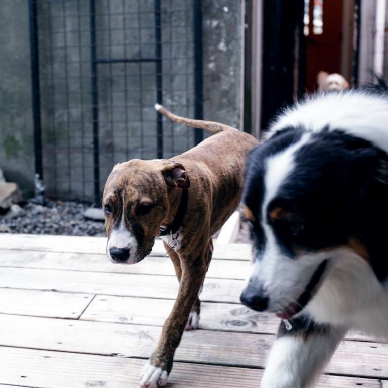 Lush Puppies dog grooming salon